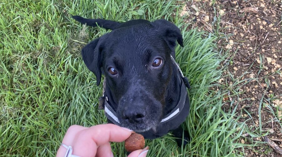 Jinks chienne jegardevotreanimal animhome petsitter bourges