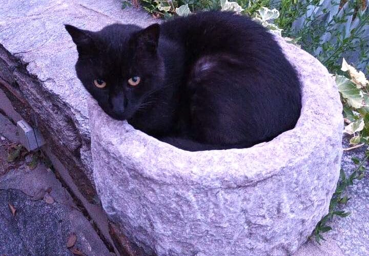 animhome-pet-sitter-bourges-cher-berry-chat-zarmot