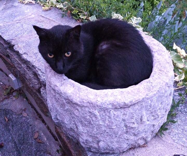 animhome-pet-sitter-bourges-cher-berry-chat-zarmot
