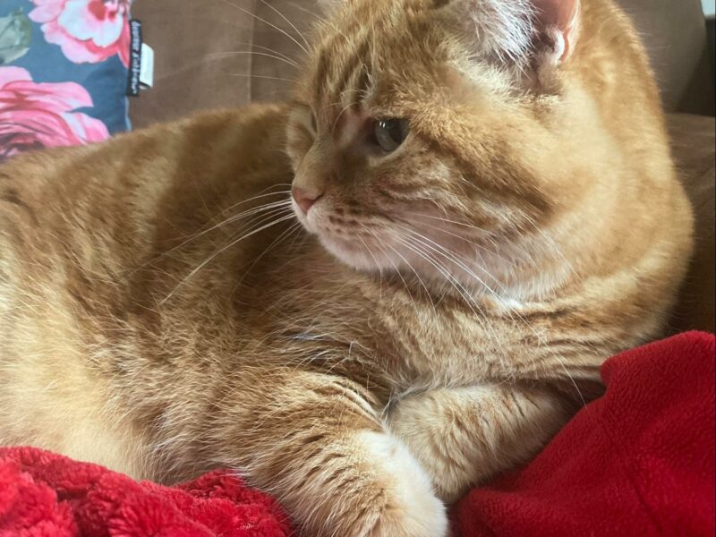 cat-sitting-bourges-Simba, le doux chat roux