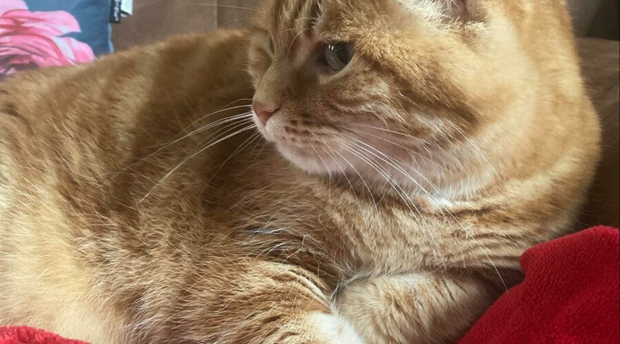 cat-sitting-bourges-Simba, le doux chat roux