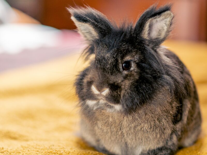 jegardevotreanimal-garde-animaux -domicile-bourges- Lulu lapin curieux