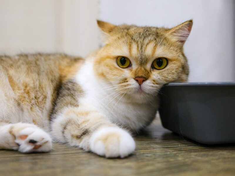 jegardevotreanimal-garde-chat-domicile-bourges- Léo chat tranquille
