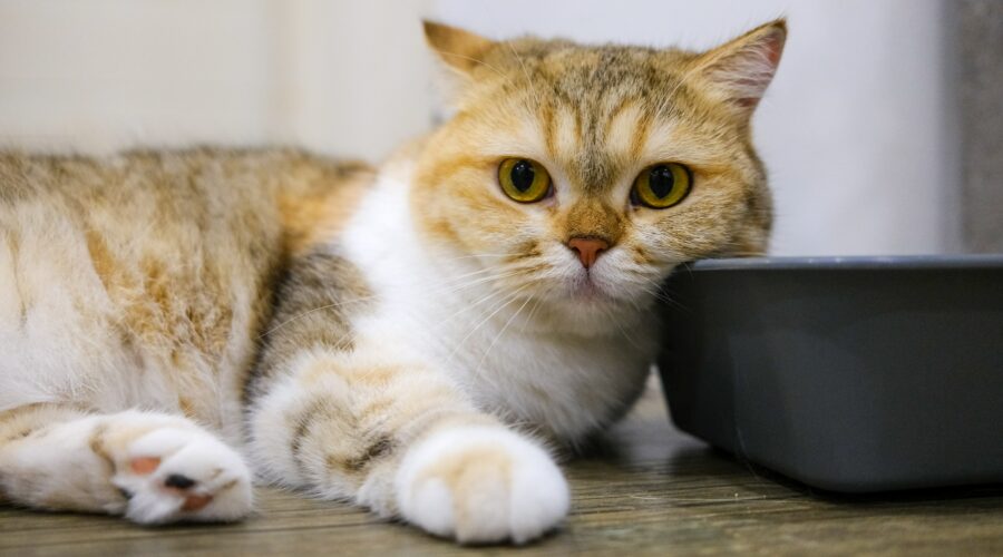 jegardevotreanimal-garde-chat-domicile-bourges- Léo chat tranquille