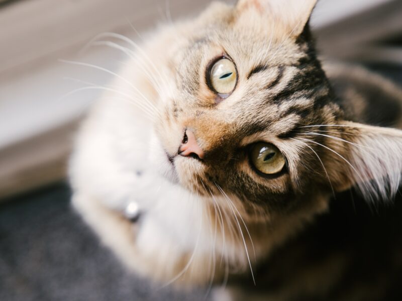 jegardevotreanimal-garde-chat-lulu-domicile-bourges-cher-