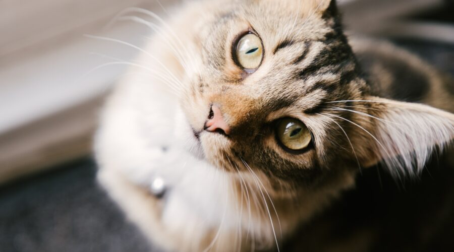 jegardevotreanimal-garde-chat-lulu-domicile-bourges-cher-