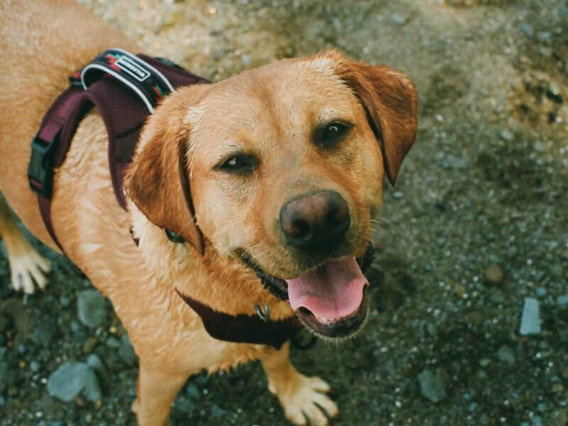 jegardevotreanimal-garde-chiens-domicile-bourges-cher2 Rocky - Le chiot intrépide