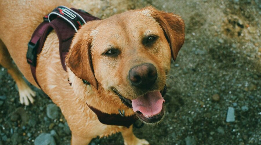 jegardevotreanimal-garde-chiens-domicile-bourges-cher2 Rocky - Le chiot intrépide