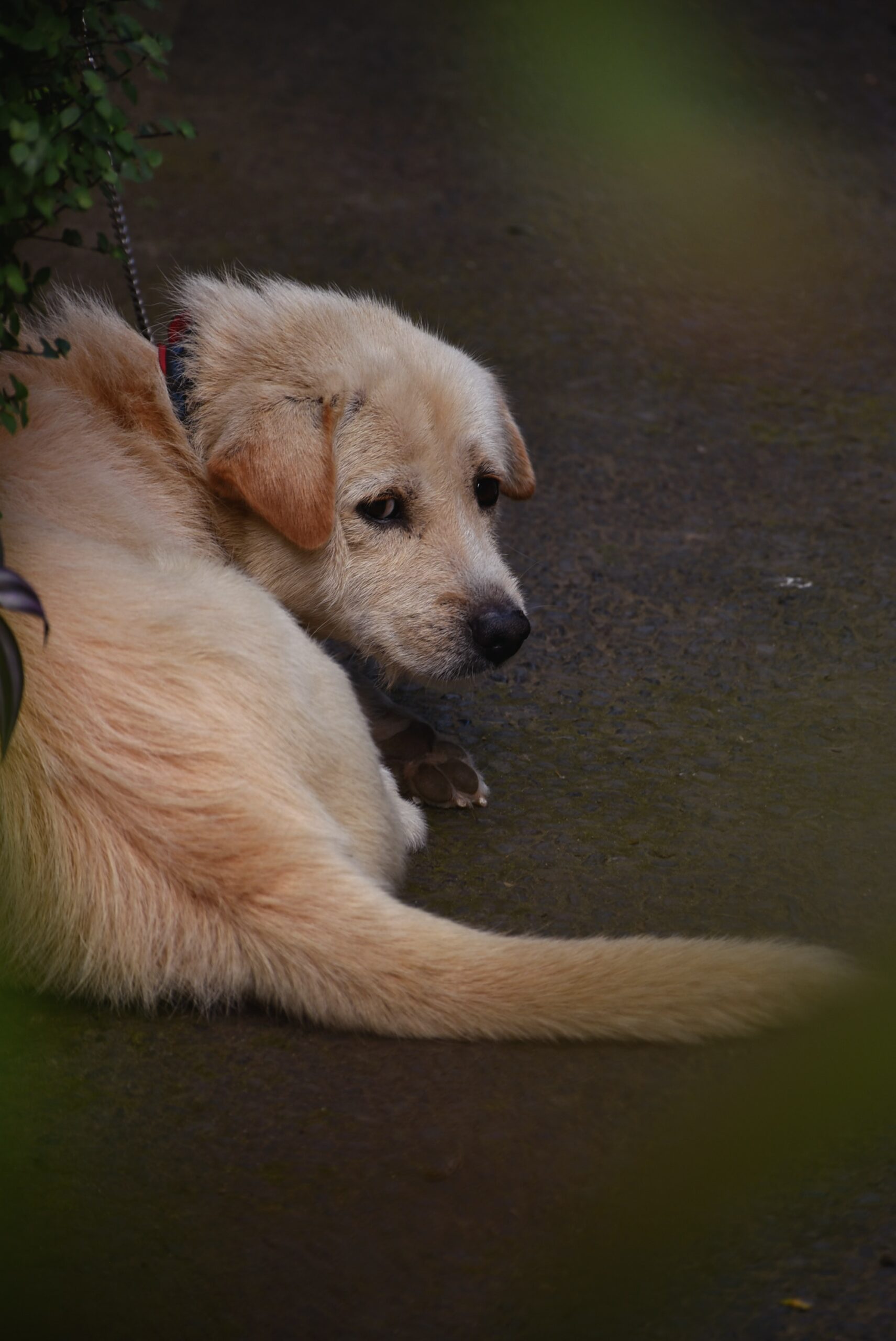 jegardevotreanimal-garde-chiens-domicile-bourges-cher-Luna - L'aventurière enjouée