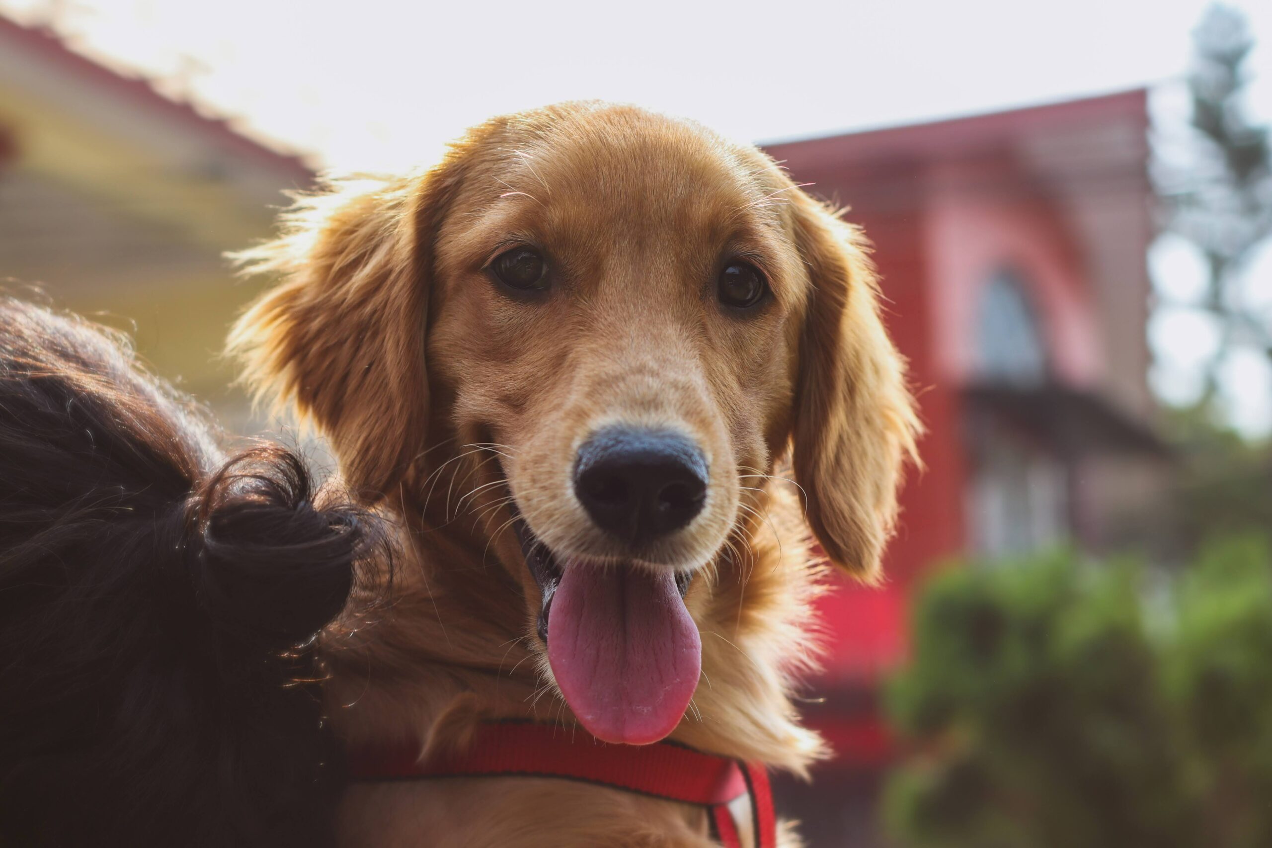 jegardevotreanimal-garde-chiens-domicile-bourges-Sienna La douce compagne