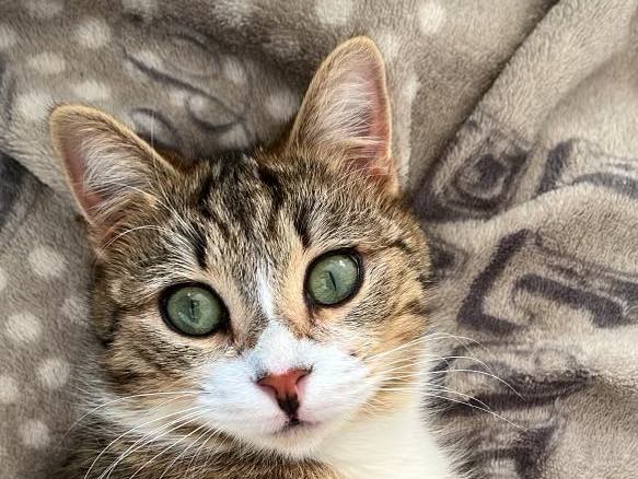 Catsitting Bourges Moulaga