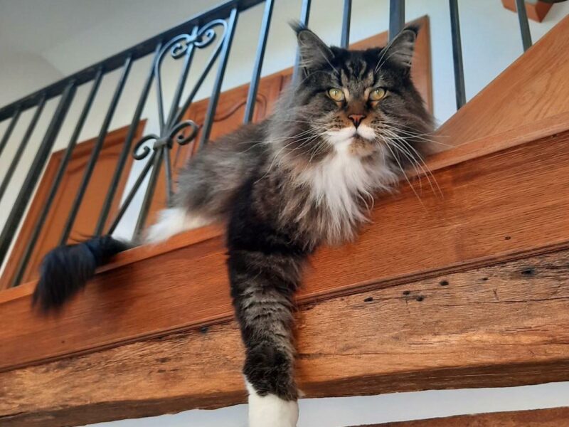 Catsitting Bourges Oackley chat de 5 ans, câlin et observateur de la nature