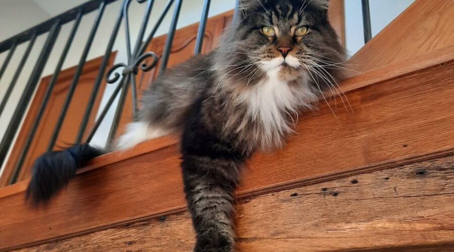 Catsitting Bourges Oackley chat de 5 ans, câlin et observateur de la nature