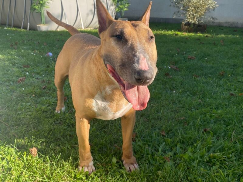 Dogsitting à Bourges. Iwanna, la douceur incarnée