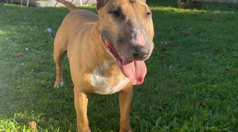 Dogsitting à Bourges. Iwanna, la douceur incarnée