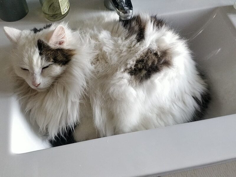 Duchesse jegardevotreanimal-jeanne-anim'home