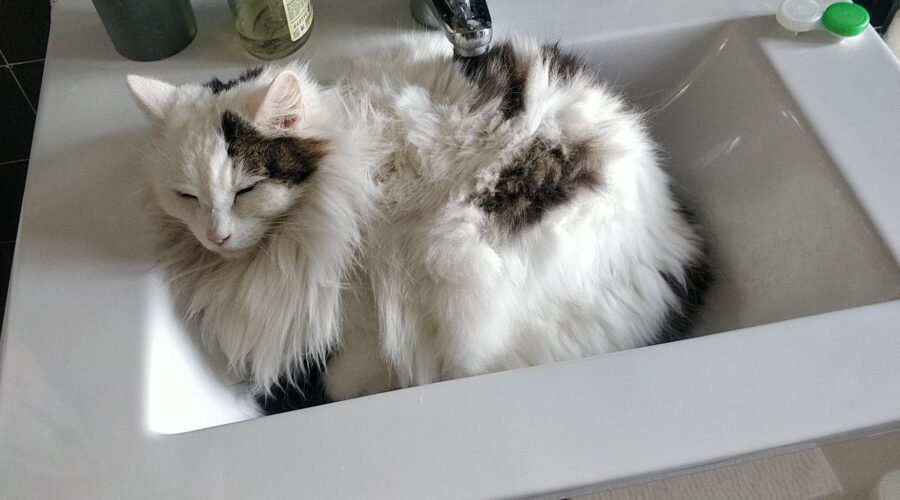 Duchesse jegardevotreanimal-jeanne-anim'home