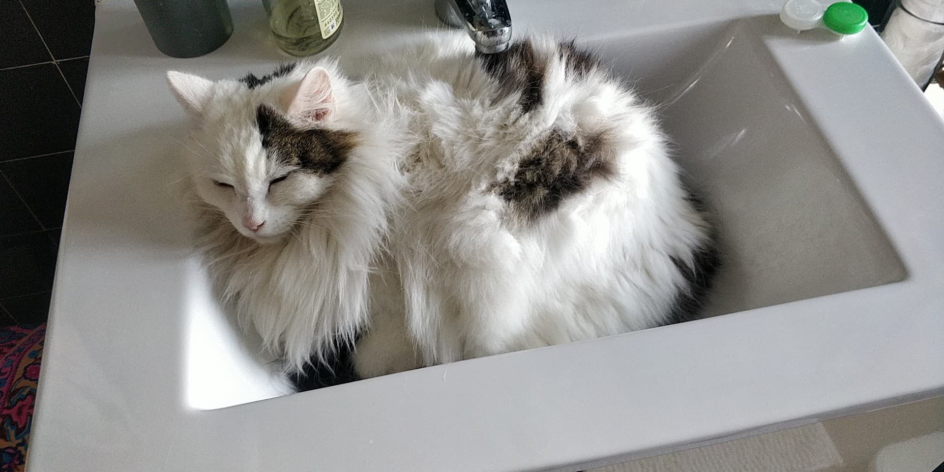 Duchesse jegardevotreanimal-jeanne-anim'home