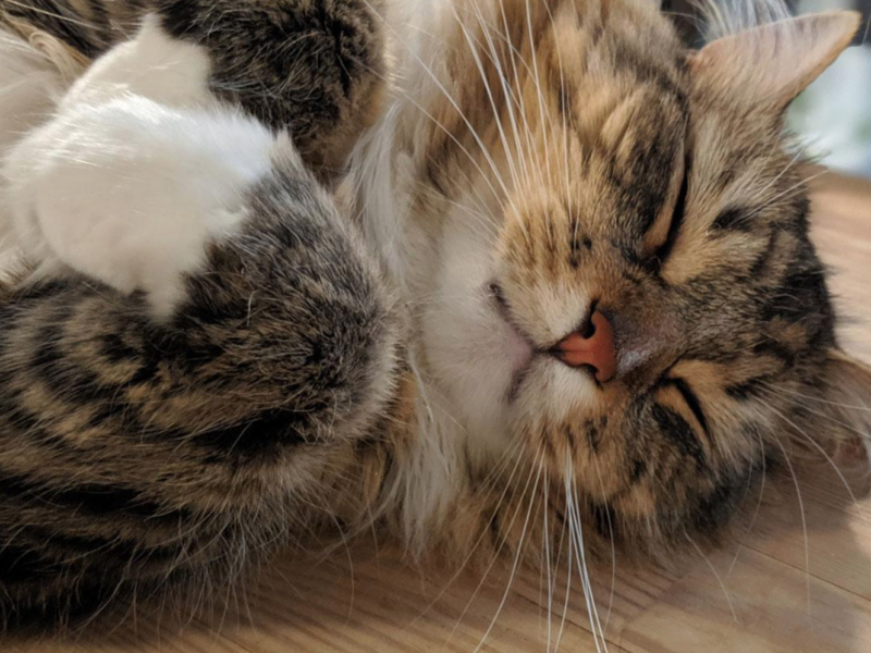 Gainou-chat-Petsitter