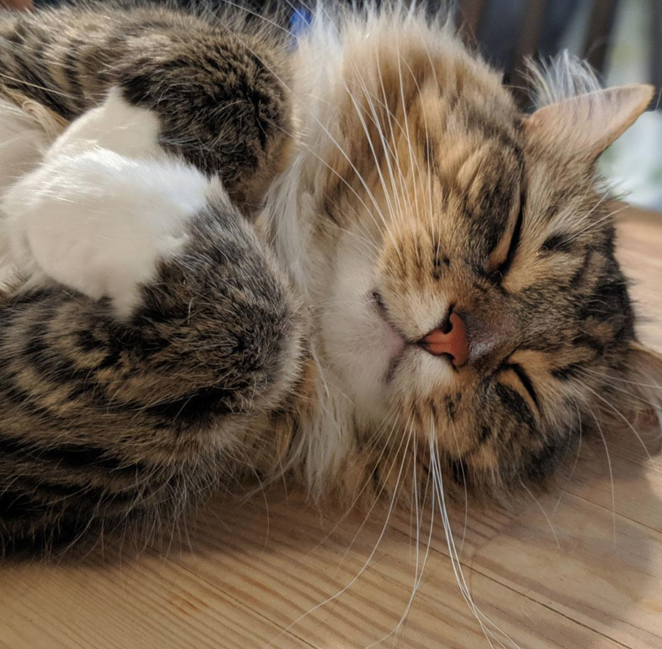 Gainou-chat-Petsitter