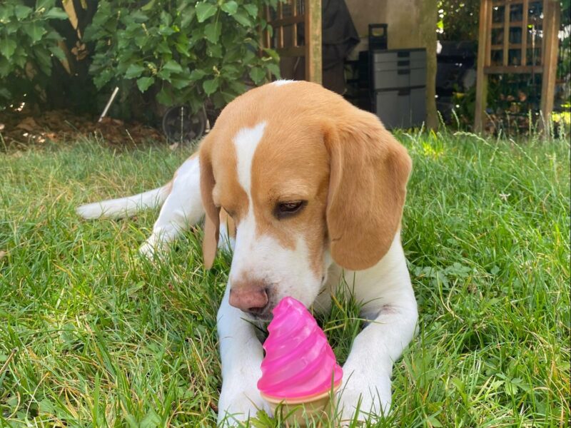 PetSitter Bourges. Nagoya beagle lemon