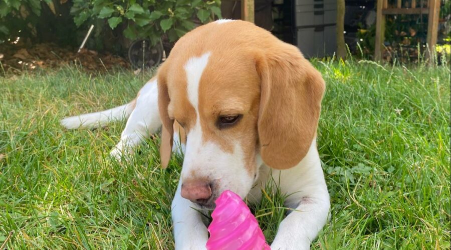 PetSitter Bourges. Nagoya beagle lemon