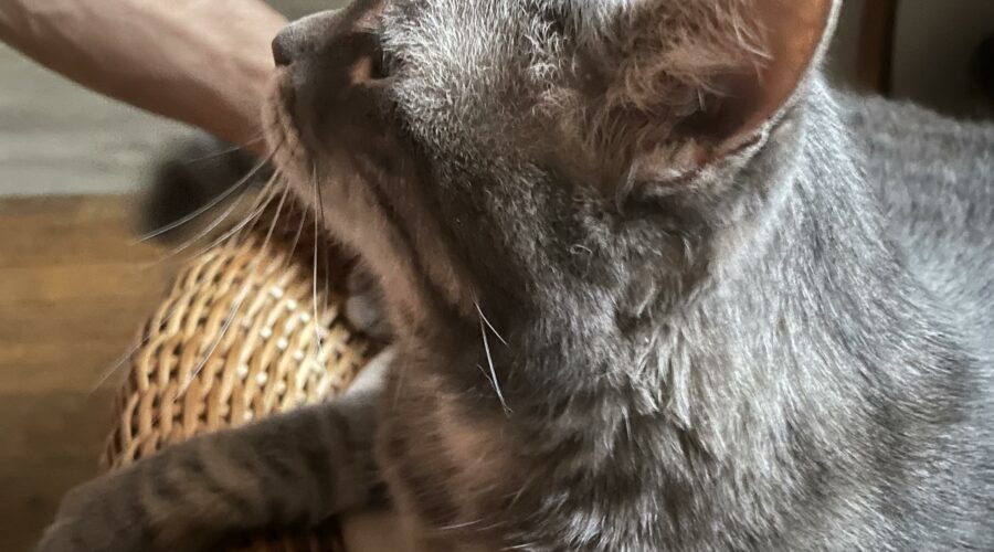 jegardevotreanimal-jeanne-anim'home