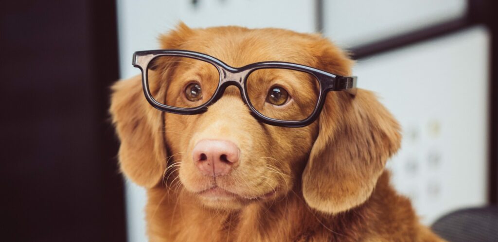 jegardevotreanimal-animhome-garde-animaux-domicile-bourges