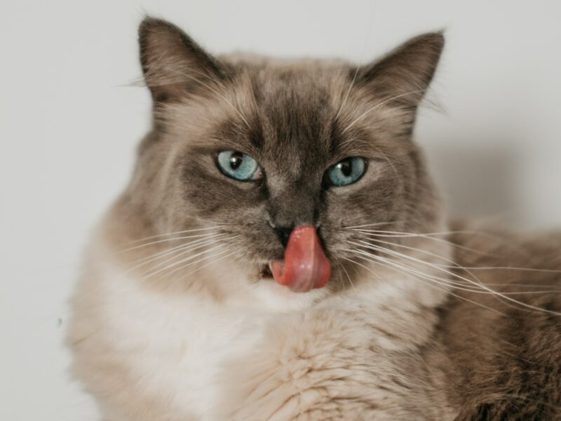 jegardevotreanimal-garde-chat-domicile-saint-doulchard