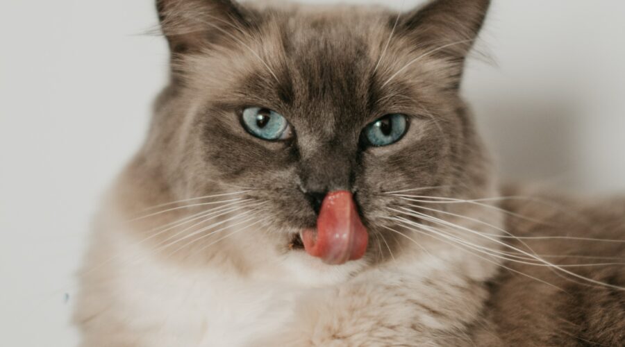 jegardevotreanimal-garde-chat-domicile-saint-doulchard