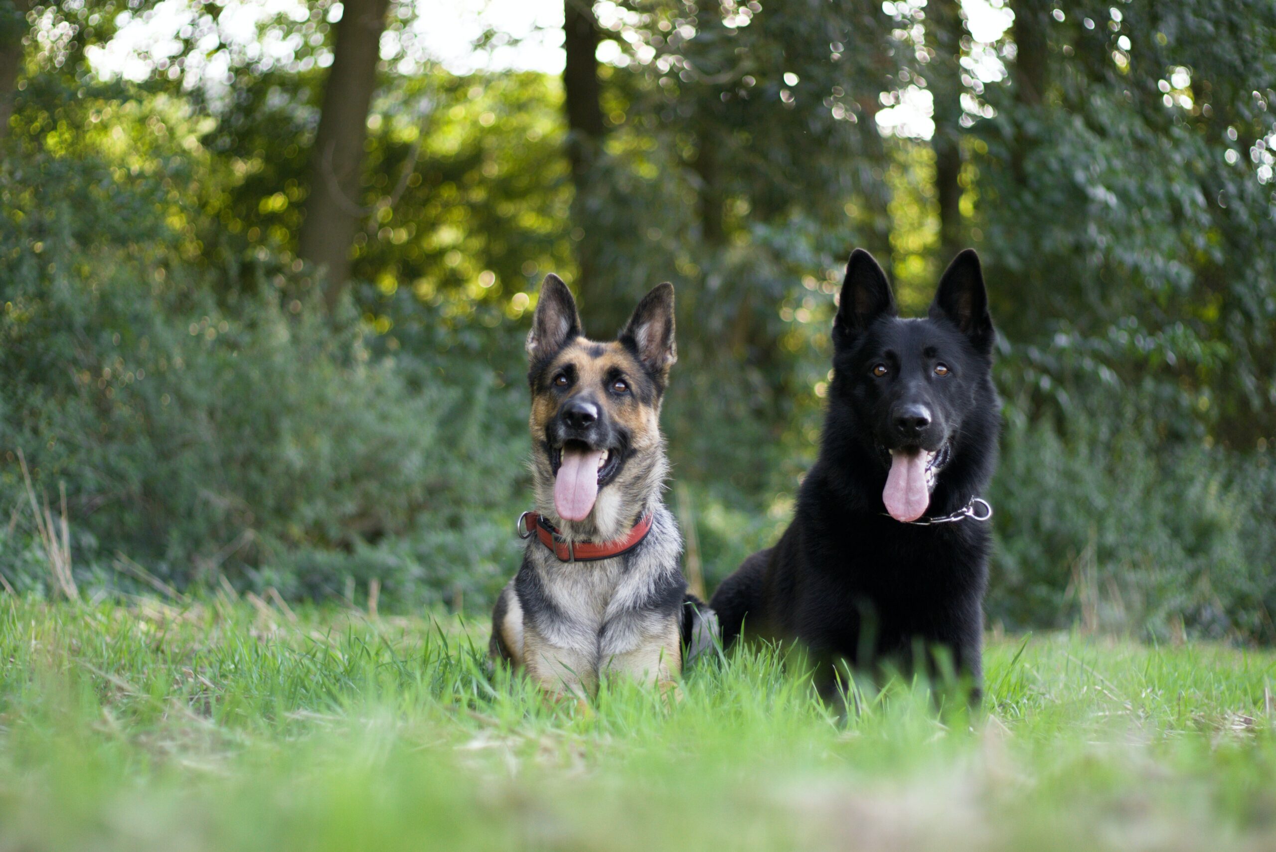 jegardevotreanimal-petsitter-bourges-berry-cher-anim'home