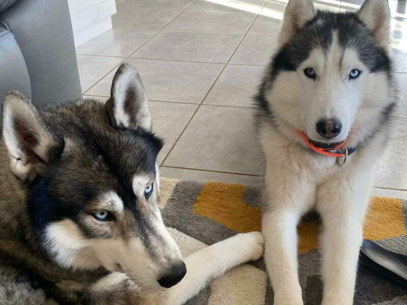 nismo-et-oneal-chien-dogsitter-PetSitter