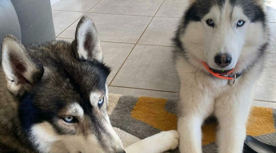 nismo-et-oneal-chien-dogsitter-PetSitter