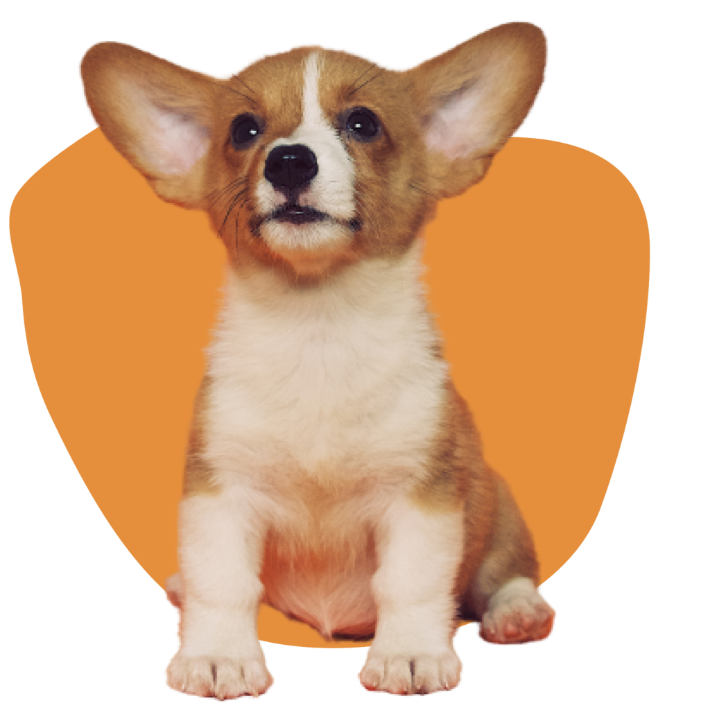 petsitter-garde-animaux-bourges-18-berry-jegardevotreanimal-animhome-1-13-13