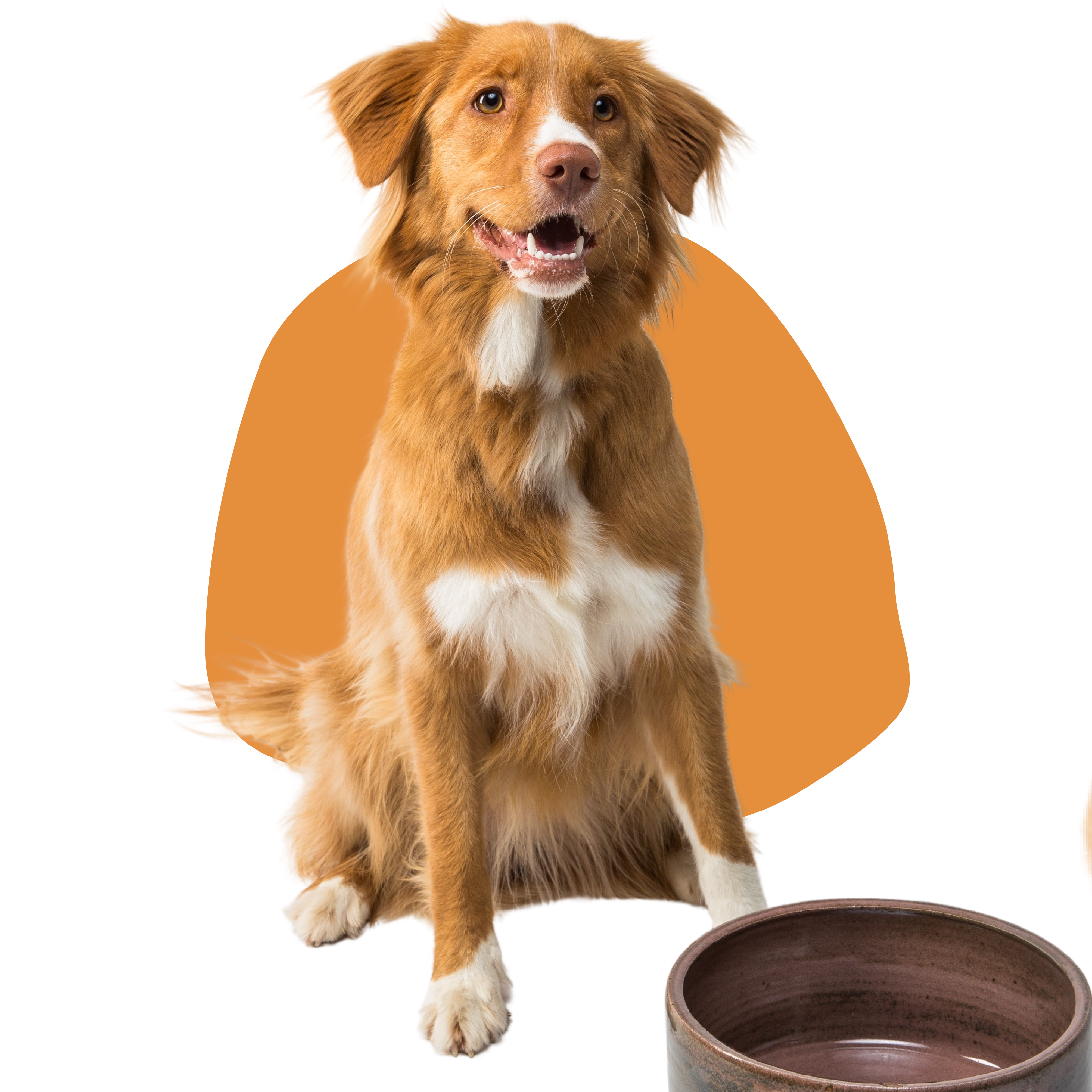 petsitting-garde-animaux-bourges-18-berry-jegardevotreanimal-animhome-1-11-11-11