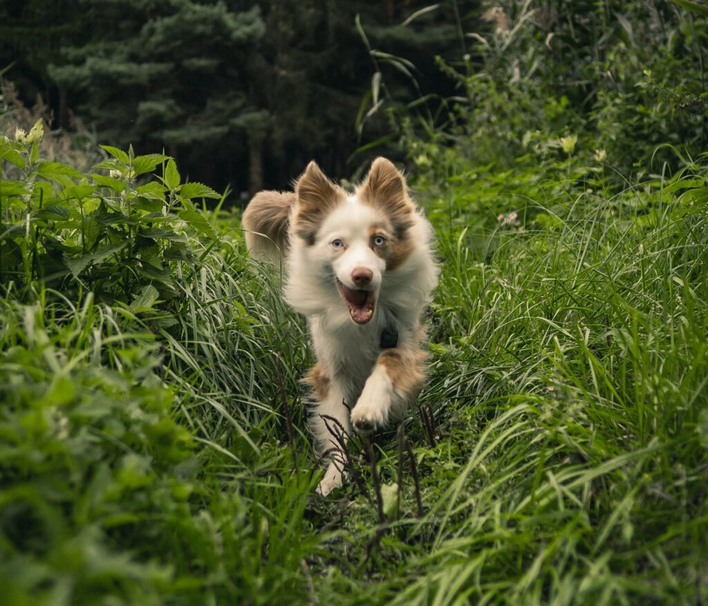 petsitting-garde-animaux-bourges-18-berry-jegardevotreanimal-animhome-