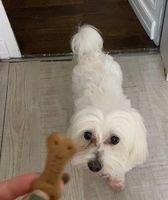 Anim'Home - je garde votre animal Petsitting