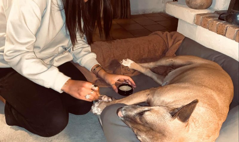 jegardevotreanimal-petsitter-garde-animaux-bourges-berry-cher-3