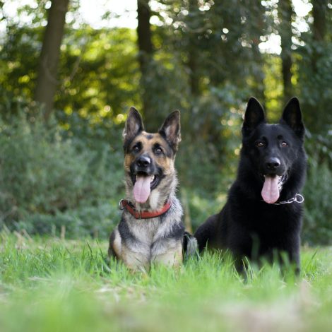 jegardevotreanimal-petsitter-garde-animaux-bourges-berry-cher-anim'home
