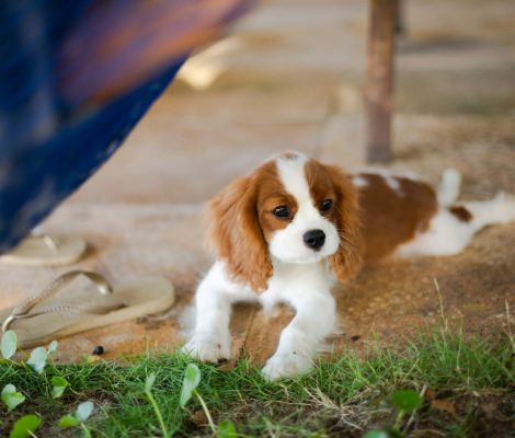 petsitter-garde-animaux-bourges-18-berry-jegardevotreanimal-animhome-3