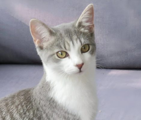 petsitter-garde-animaux-bourges-18-berry-jegardevotreanimal-animhome-3