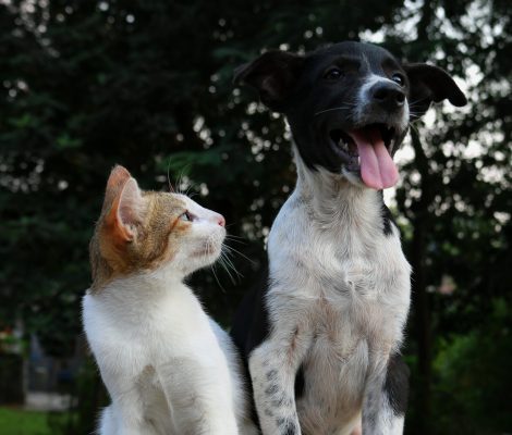 petsitter-garde-animaux-bourges-berry-jegardevotreanimal-animhome-1