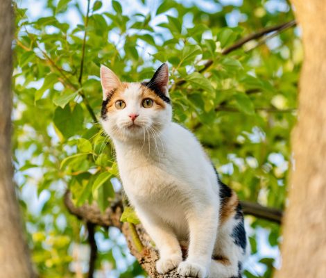 petsitter-garde-animaux-bourges-berry-jegardevotreanimal-animhome-1