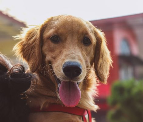 petsitter-garde-animaux-bourges-18-berry-jegardevotreanimal-animhome