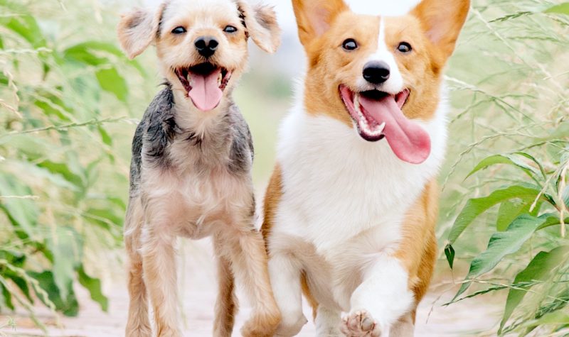 petsitting-garde-animaux-bourges-18-berry-jegardevotreanimal-animhome-